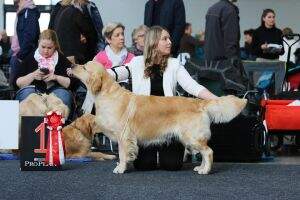 Dt.Ch.Club / Dt.Ch.VDH / RSM Ch. / Pl.Ch / Dt.Vet.Ch.VDH Cameo de Ria Vela (DRC Clubwinner 2014)