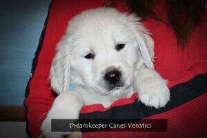 Dreamkeeper Canes Venatici