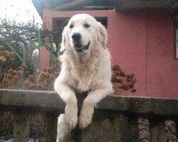 Gordon of Goga's Love