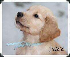 SierraGold Midsummer All That Jazz