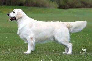 Ch, Lux Ch Gold Digger du Bois de la Rayere