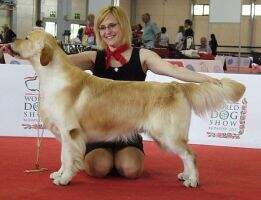 ShCH Derby Winner Castle Rock from Strawberry Goldens