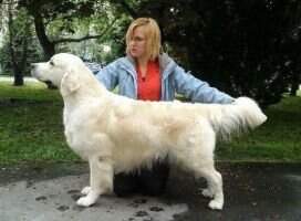 C.I.B. C.I.E. HU. CRO. SK. San M. CH Caliber from Strawberry Goldens CH