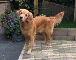 Super Trouper van de Loenense Hoeve Super Trouper van de Loenense Hoeve
