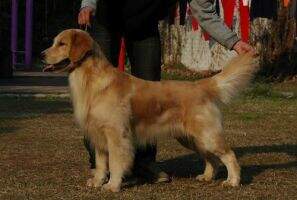 Handsome GoldRazor