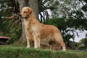 Chasse C Rayka Chasse C Rayka