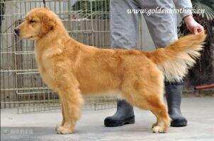 Einzig of Huang Jin Xiong Di Kennel