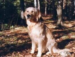 Sirius Boomer
