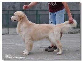 Fdonne of Golden Resplendence Kennel