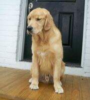 Hillock Prince Charming of Briarwood