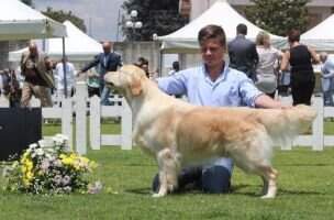 UK Champion and It. Ch. Xanthos Ferrari JW UK Champion and It. Ch. Xanthos Ferrari JW