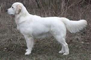 Regalgoldens Angel of Love