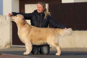 C.I.E. C.I.B. GrandCh CZ CZ&HU Ch CZ HU SK PL Bonett Bride To Dorado Blanco (The Champion of champions RK CZ 2013)