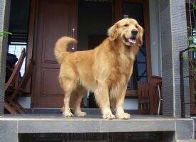 Amity Von Immanuel Golden