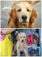 xingyu SUPE.HOREE kennel