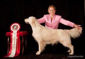 Aust.Ch Majik Truly Julie Aust.Ch Majik Truly Julie