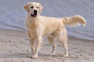 Ask for Finnegan of Carolin's Cottage