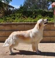 Aust Ch Naragold Dreamer Aust Ch Naragold Dreamer