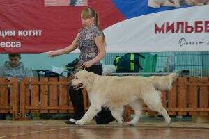 J Rus Ch, Rus Ch, Grand CH Rus, Ch NKP, Ch Kaz Significant Step