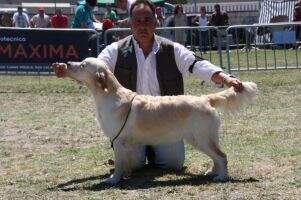 Vet CH BPW11 Fenicia du Bois de la Rayere