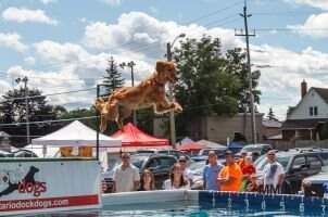 Roaring Pride's Red Reba OF