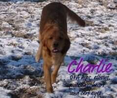 Muddy Meadows Creeping Charlie