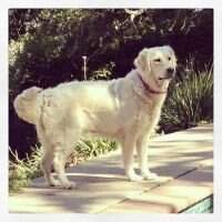 Evidog Limet Evidog Limet