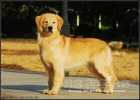 Ilge Maria of Huang Jin Ben Ben Kennel