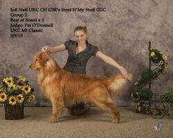 Int'l Nat'l UKC CH Gsr's Strut N' My Stuff CGCA CGCU TDInc