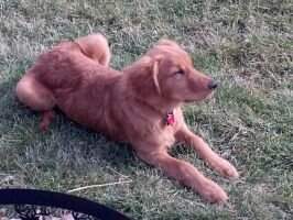 Prince Burly Studley Prince Burly Studley