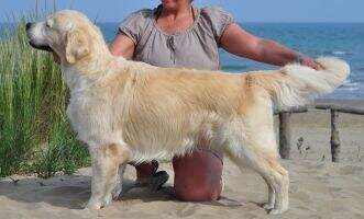 Shyra's Golden Enzo