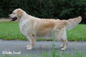 Shyra's Golden Carlotta