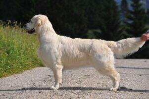 Multi.Ch.,C.I.E.,Dt.Ch.GRC+DRC,VDH,Ch.RSM, Shyra's Golden Fine