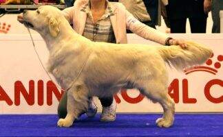 It.- CIE CH. TOP DOG 2014 Pinkerly Tom Jones It.- CIE CH. TOP DOG 2014 Pinkerly Tom Jones