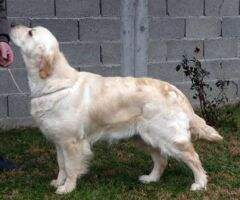JWCH Beti (daughter of Basic Scandinavia Finland)