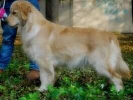Elma bonnie of Yue Ming Kennel