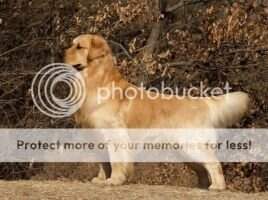 Mars of Everpop Kennel