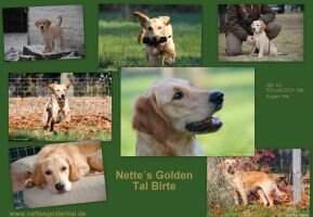 Nette's Golden Tal Birte Nette's Golden Tal Birte