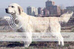 Ch.Srb Virginia Golden Dog From Petrus Ch.Srb Virginia Golden Dog From Petrus