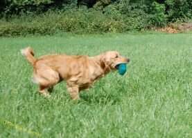 Nette's Golden Tal Birko