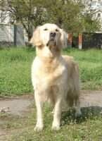 Klody (UKU.0059483)