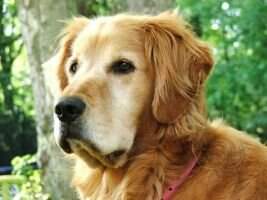 Loboskys Bailey Loboskys Bailey