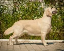 Ukraine Ch Ukraine Moldova Cyprus Barselona of Priority and Majesty FT Duck III