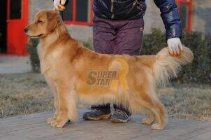 PRC CKU CKC--CH ondria of superstar kennel PRC CKU CKC--CH ondria of superstar kennel