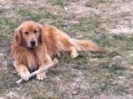 River Run's Thunderous Thor