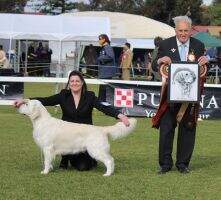 Aust Ch Fernfall Dare To Dream