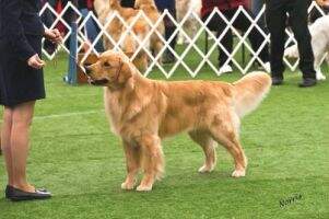 Marigold Coming Home CDI
