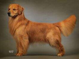 Feetz of Golden Shell Kennel Feetz of Golden Shell Kennel