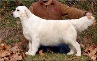 Thevenet Colombina