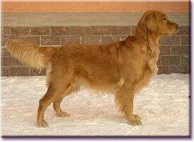 In Ch, Ch. RUS, Ch. KAZ. SMOLIB HARRIET DREAM